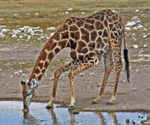 yapboz bir gölet de zürafa içme
